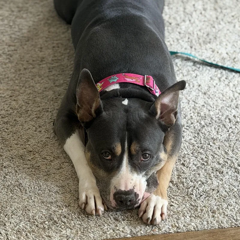 Lulu thumbnail 2