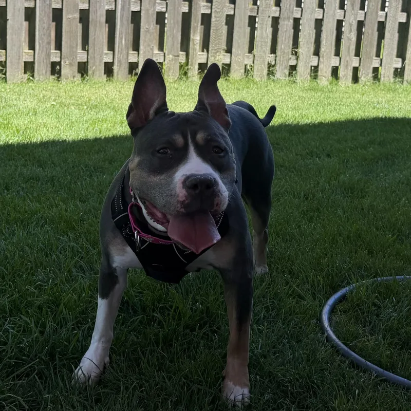 Lulu thumbnail 4