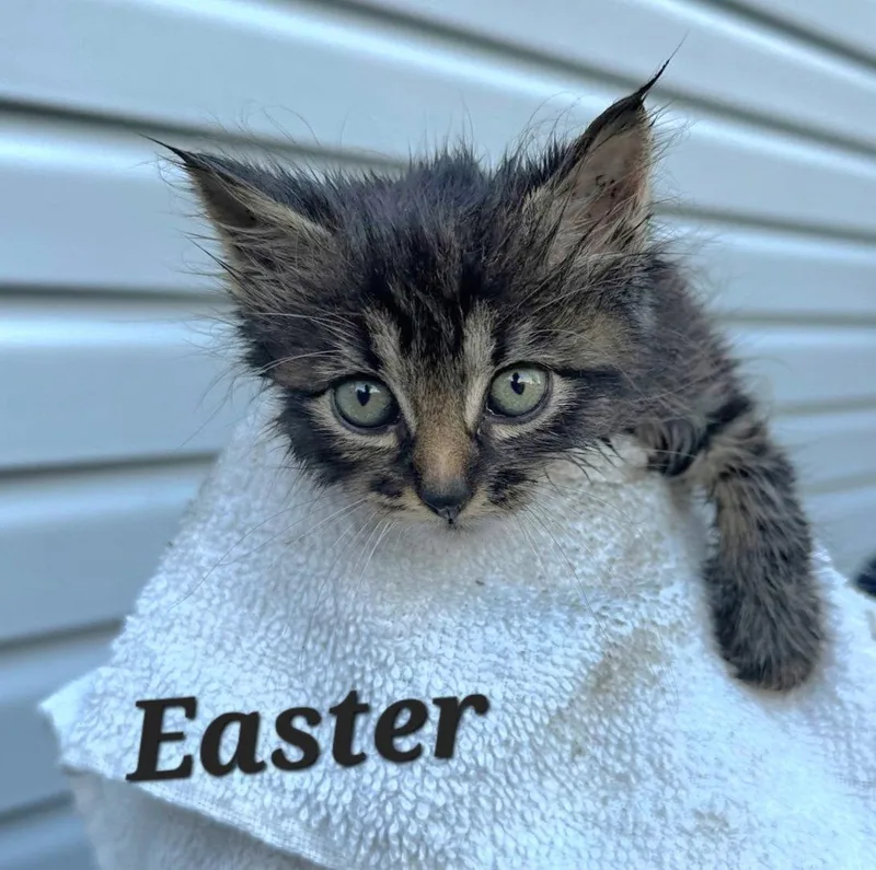 Easter thumbnail 3