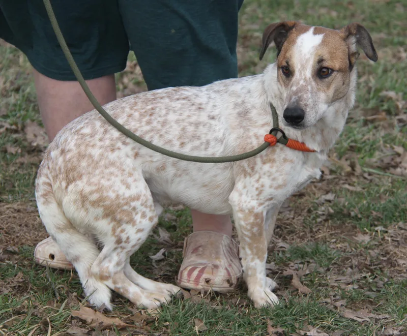 An adult medium-sized male White / Cream Australian Cattle Dog / Blue Heeler dog named Odie for adoption in Marietta, OH