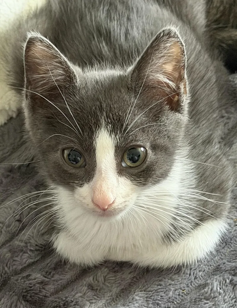 A baby medium-sized male Domestic Short Hair cat named Gideon for adoption in Honeoye, NY