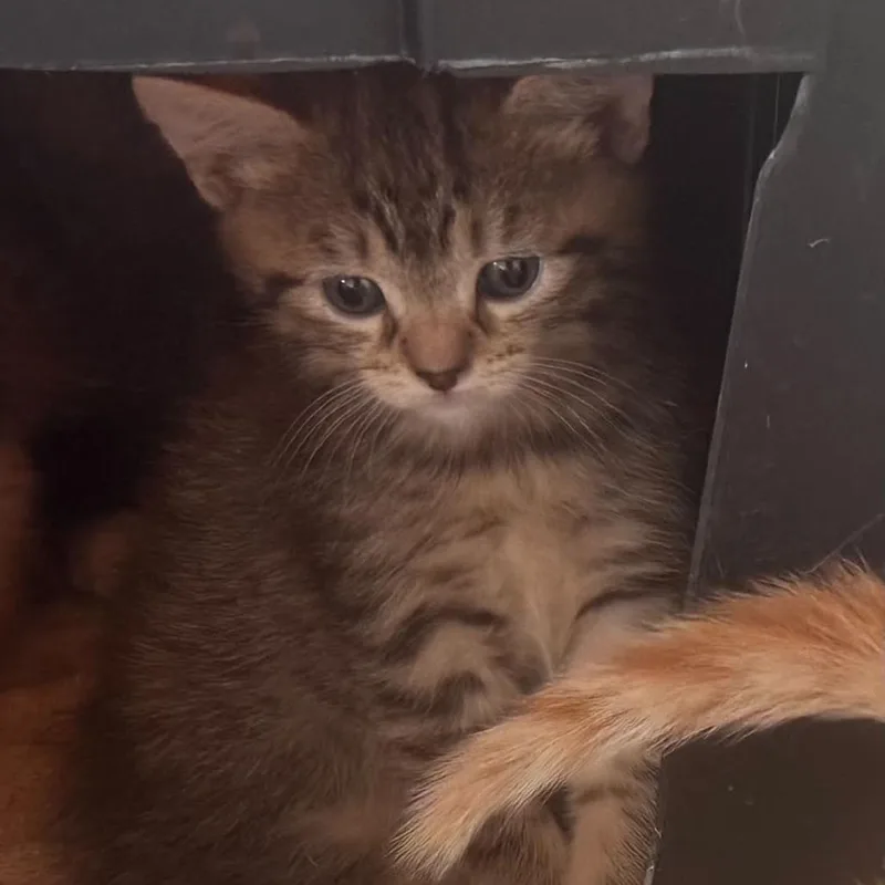 A baby small-sized female Gray / Blue / Silver Domestic Short Hair cat named Pinto for adoption in Willows, CA