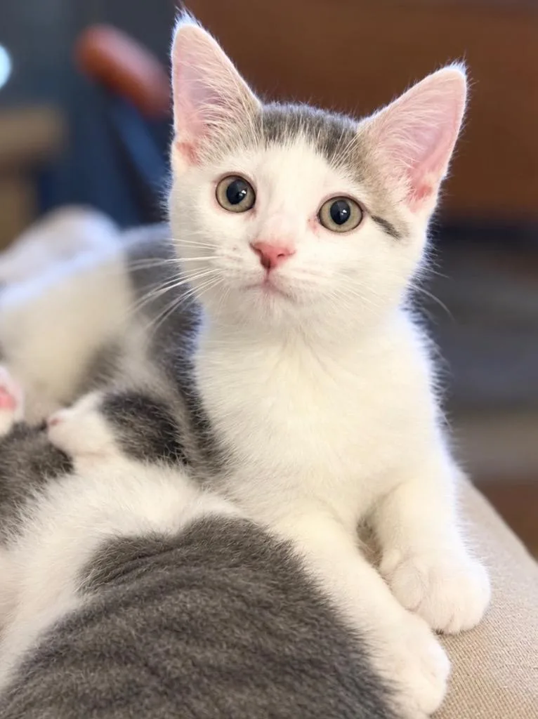 A baby small-sized female Domestic Short Hair cat named Rotisserie Chicken for adoption in Ewing, NJ