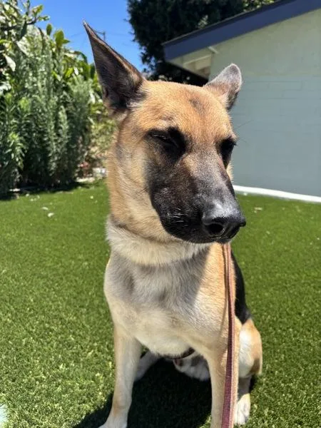 An adult large-sized male German Shepherd Dog dog named Benito for adoption in San Diego, CA