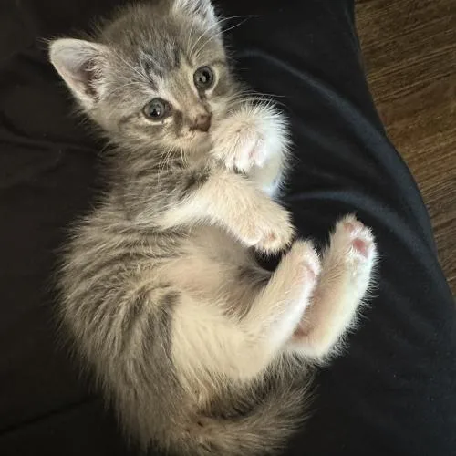 A baby small-sized female Tabby (Gray / Blue / Silver) Domestic Short Hair cat named Little Lily for adoption in Verona, NJ