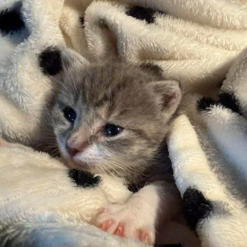 Little Lily thumbnail 2