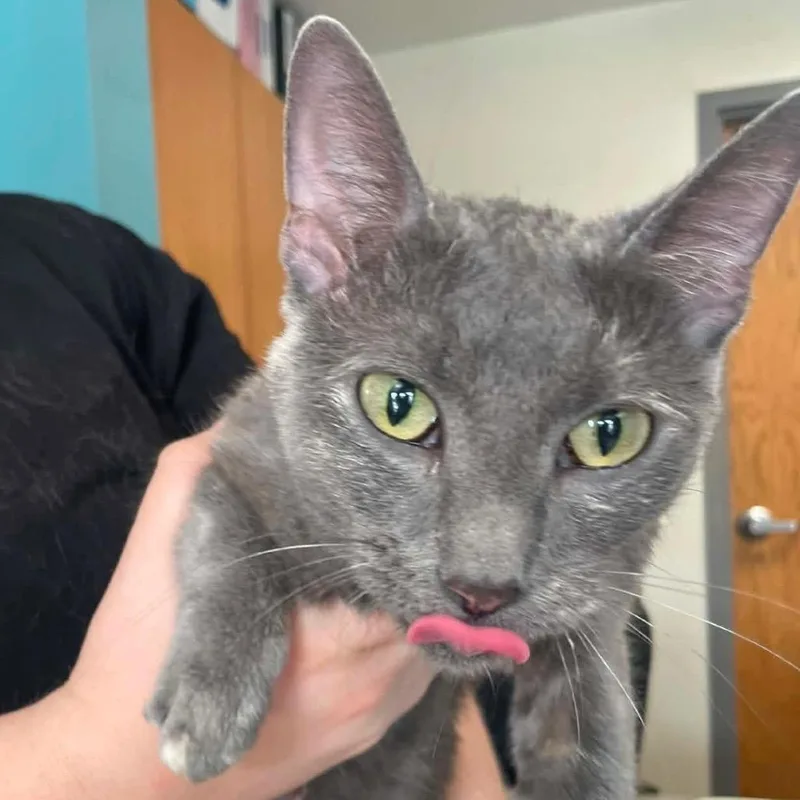 A young small-sized female Domestic Short Hair cat named Sassy for adoption in Kansas City, MO
