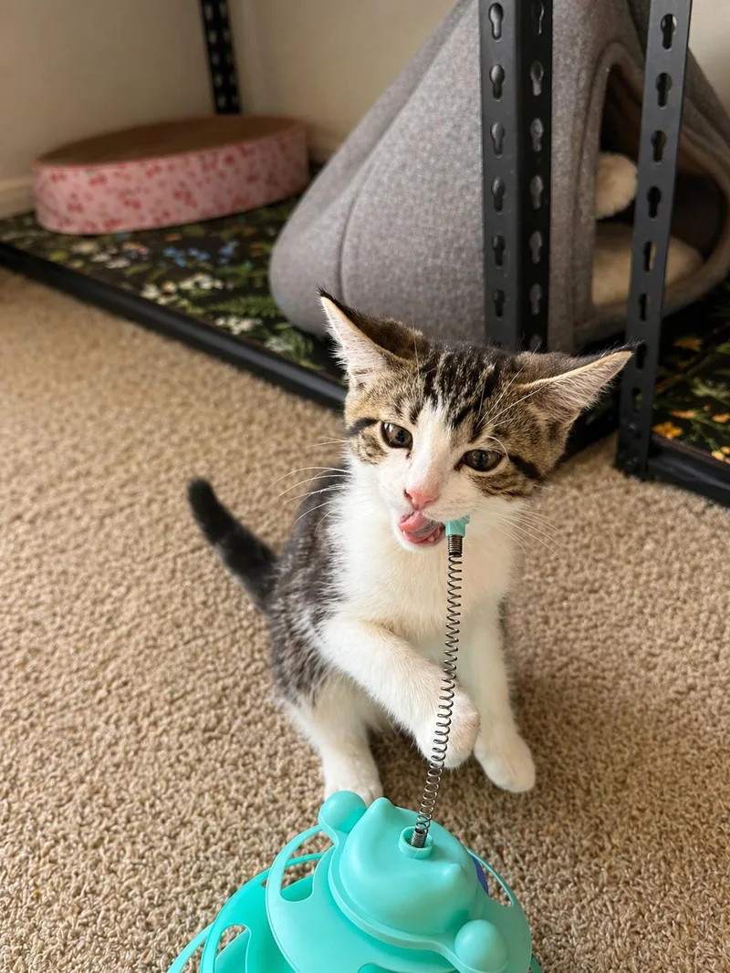 A baby small-sized female Domestic Short Hair cat named Bellini for adoption in Rio Linda, CA