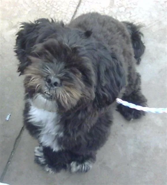 A young medium-sized female Mixed Breed dog named Pucca for adoption in Dallas, TX