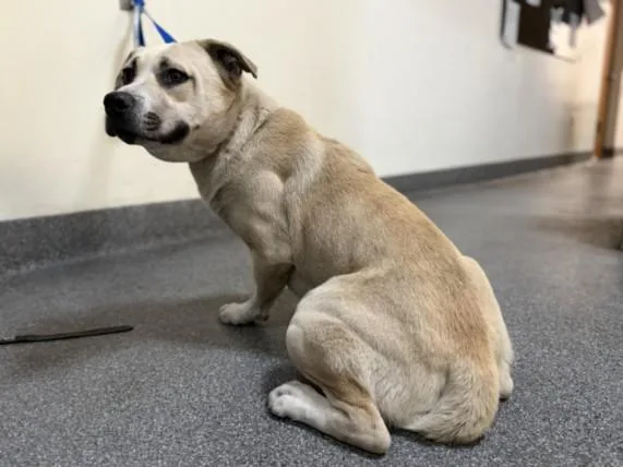 A young large-sized male Pit Bull Terrier dog named Julius for adoption in Los Angeles, CA
