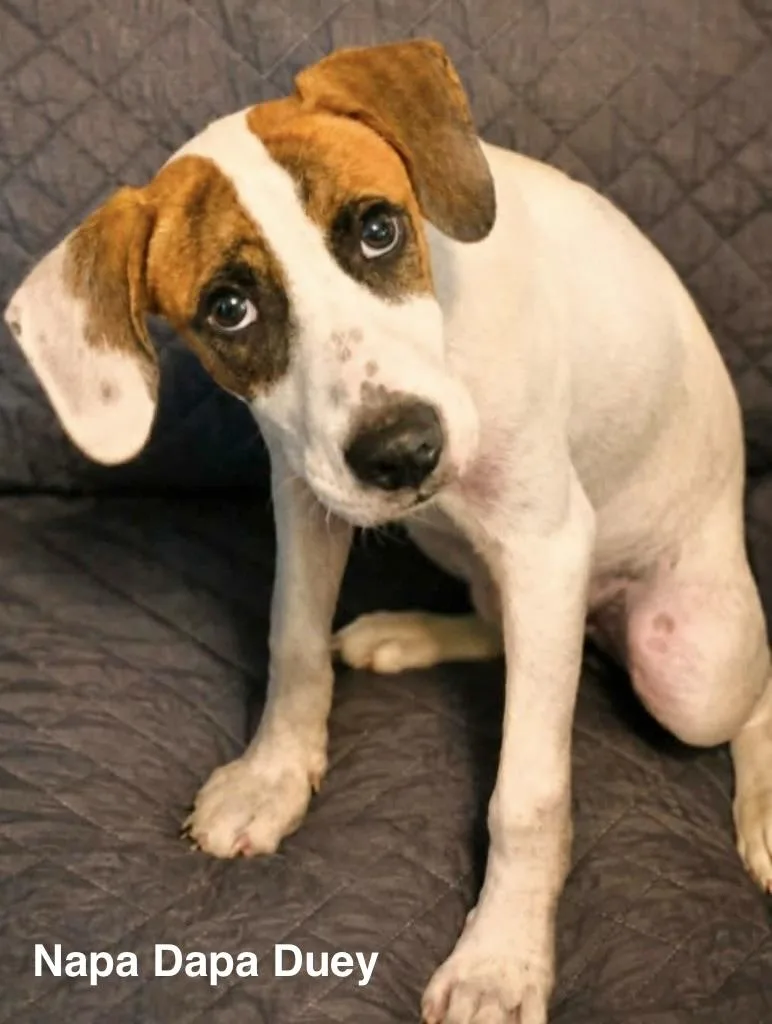 A baby medium-sized male Hound dog named Napa Dapa Duey for adoption in Manchester, CT
