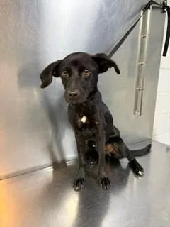 A young small-sized male Dachshund dog named Ziggy for adoption in Lake Wylie, SC
