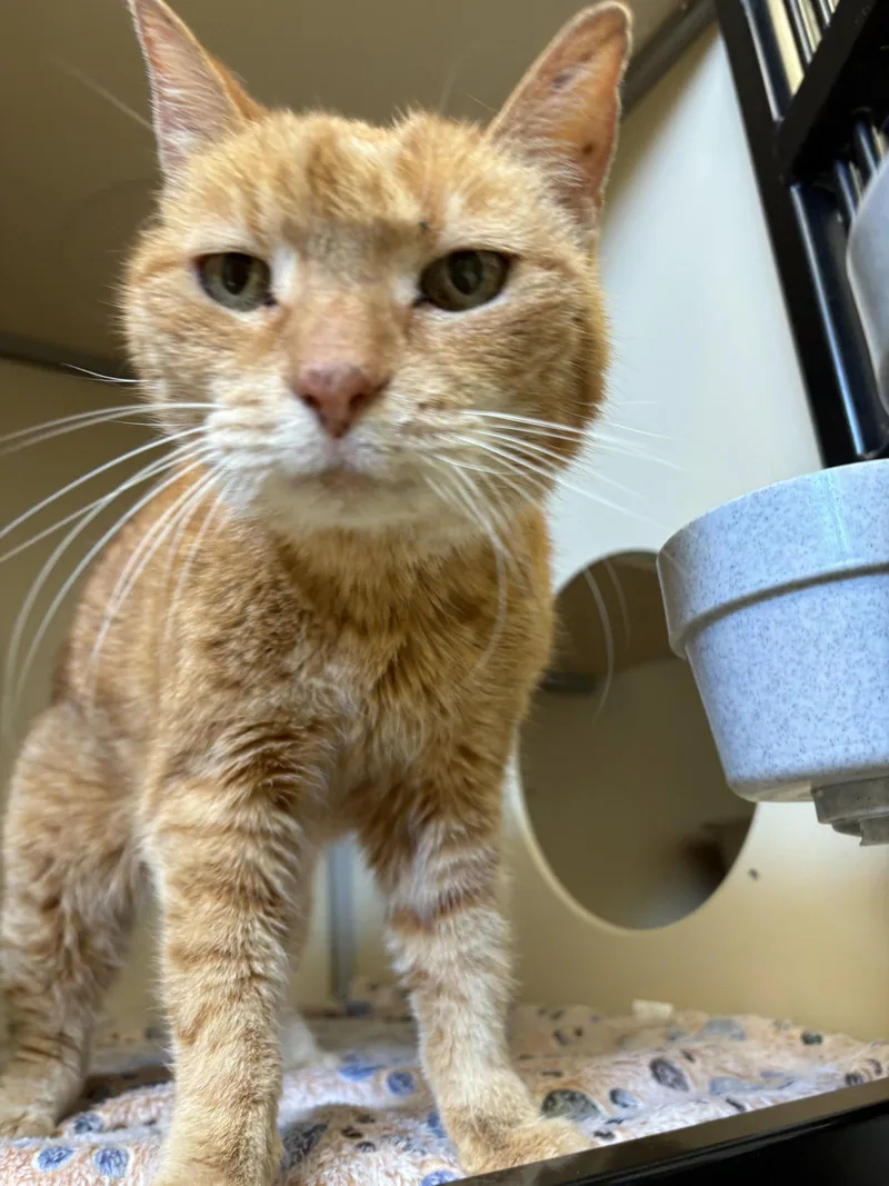 A senior medium-sized female Orange / Red Domestic Short Hair cat named Dottie for adoption in Webster, WI