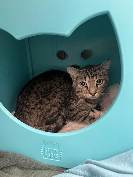 A young medium-sized male Domestic Medium Hair cat named Wearebear for adoption in Stratham, NH