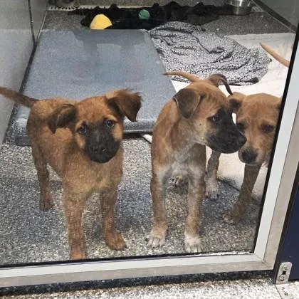 A baby small-sized female Mixed Breed dog named Roxie for adoption in Voorhees, NJ