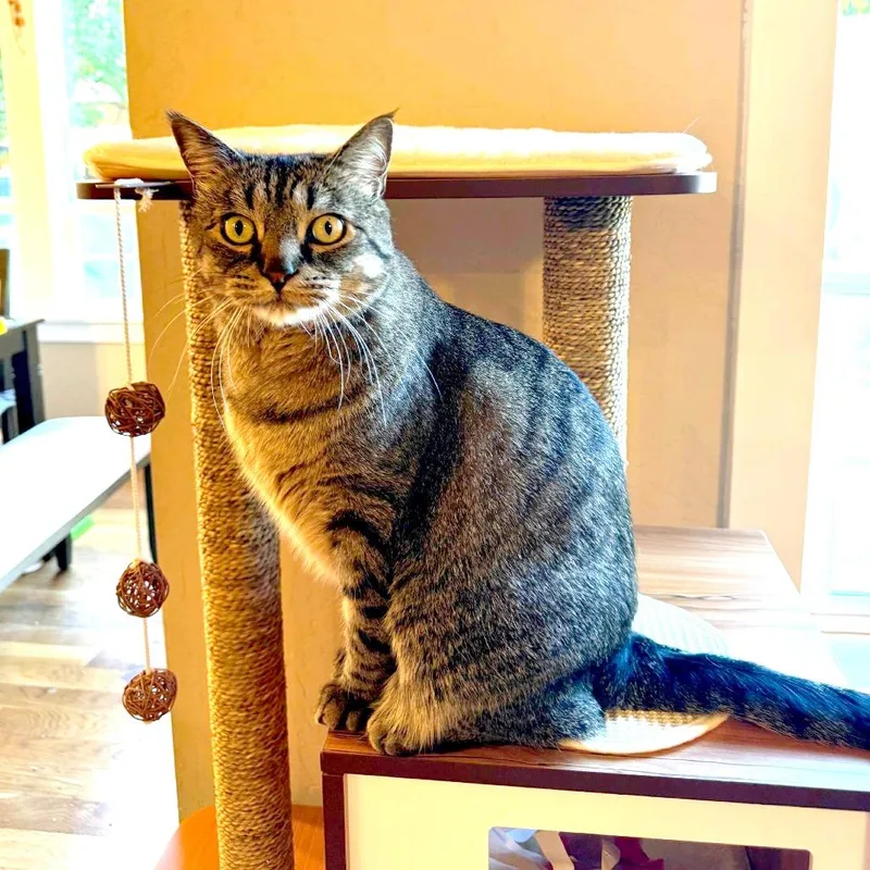An adult small-sized male Gray / Blue / Silver Domestic Short Hair cat named Buddy for adoption in Meridian, ID