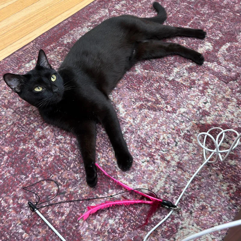 An adult medium-sized female Black Domestic Short Hair cat named Shady Luna for adoption in Brooklyn, NY