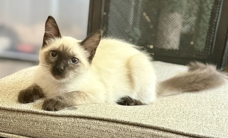 A young medium-sized female Siamese cat named Brooklyn for adoption in Jacksonville, AR