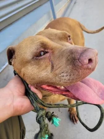 An adult large-sized female Pit Bull Terrier dog named Hen for adoption in San Pedro, CA