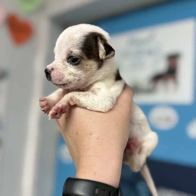 Polar Bear thumbnail 2