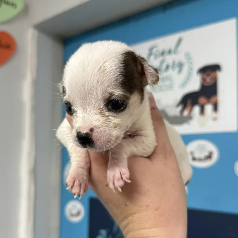 Polar Bear thumbnail 3