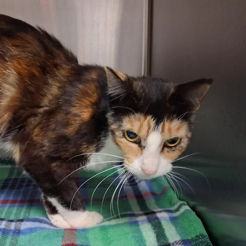 An adult small-sized female Calico Domestic Short Hair cat named Ellie for adoption in Newark, NJ