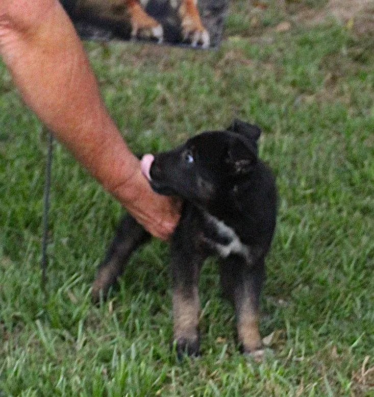 Sadie Wks Spay Contract