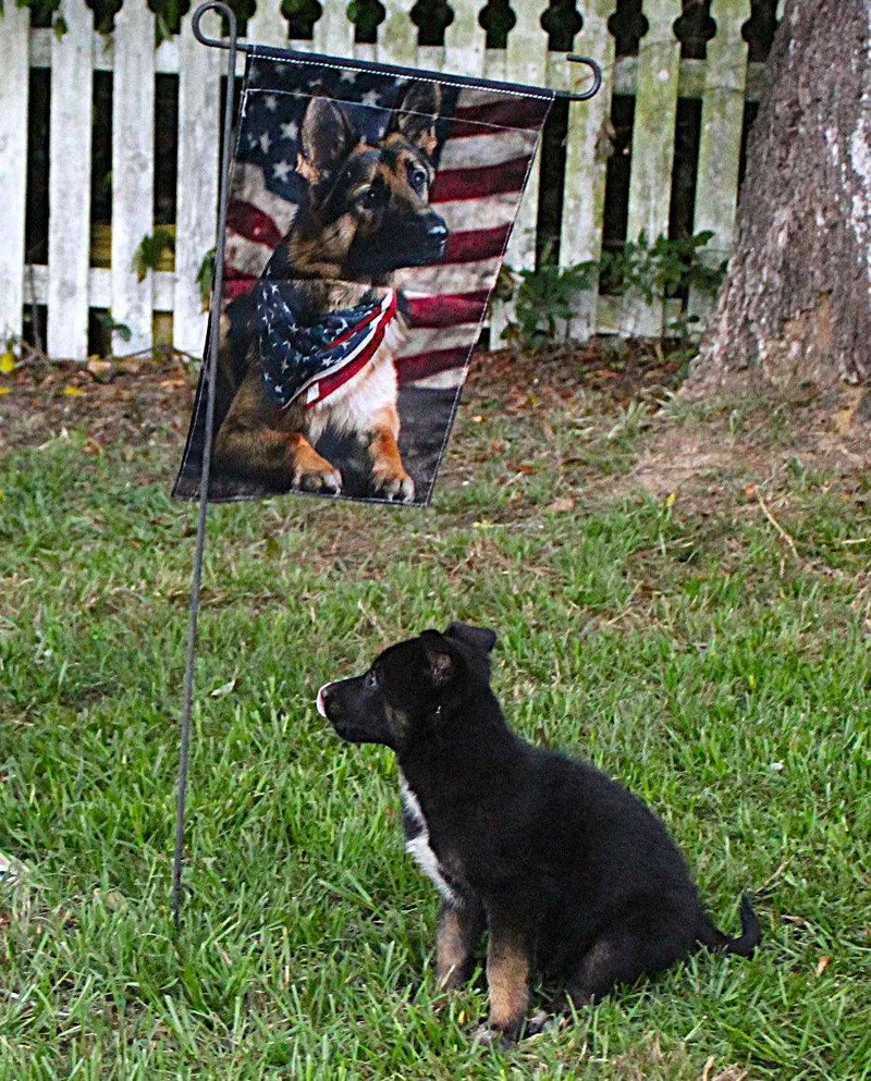 Sadie Wks Spay Contract thumbnail 2