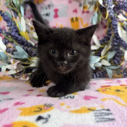 A baby small-sized male Black Domestic Short Hair cat named Tennessee Hills for adoption in Toms River, NJ