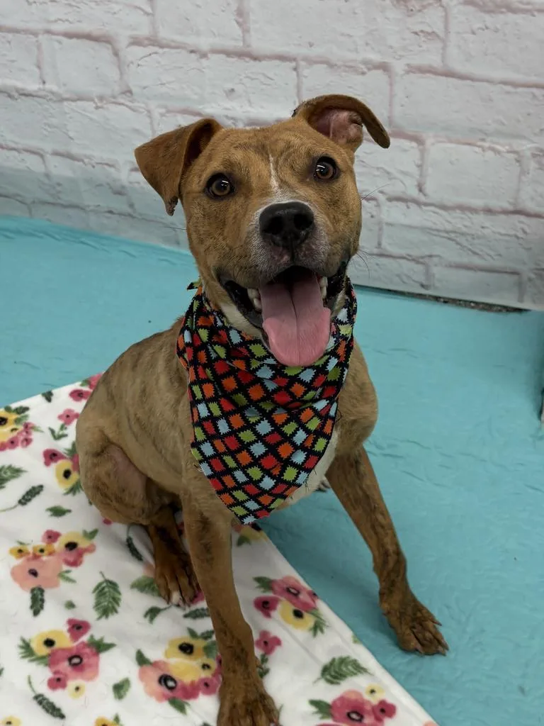 A baby medium-sized male Boxer dog named Mr. Wiggles for adoption in Detroit, MI