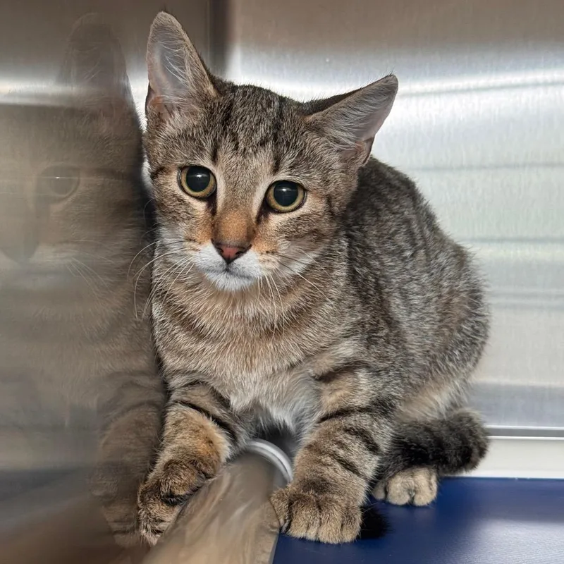 A baby small-sized male Brown / Chocolate Domestic Short Hair cat named Flash Sentry for adoption in Lynchburg, VA