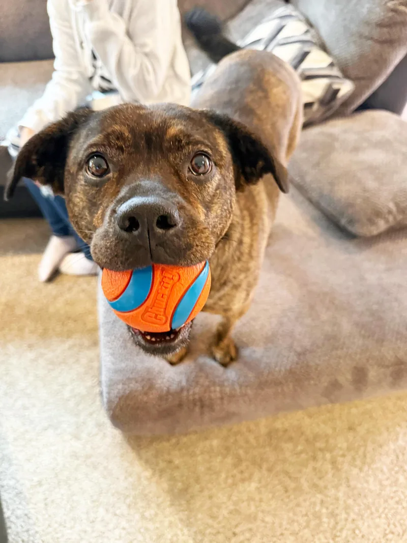 Nesta  Cuddly Lap thumbnail 2