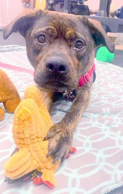 Nesta  Cuddly Lap thumbnail 3