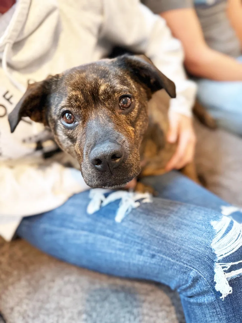 Nesta  Cuddly Lap thumbnail 4