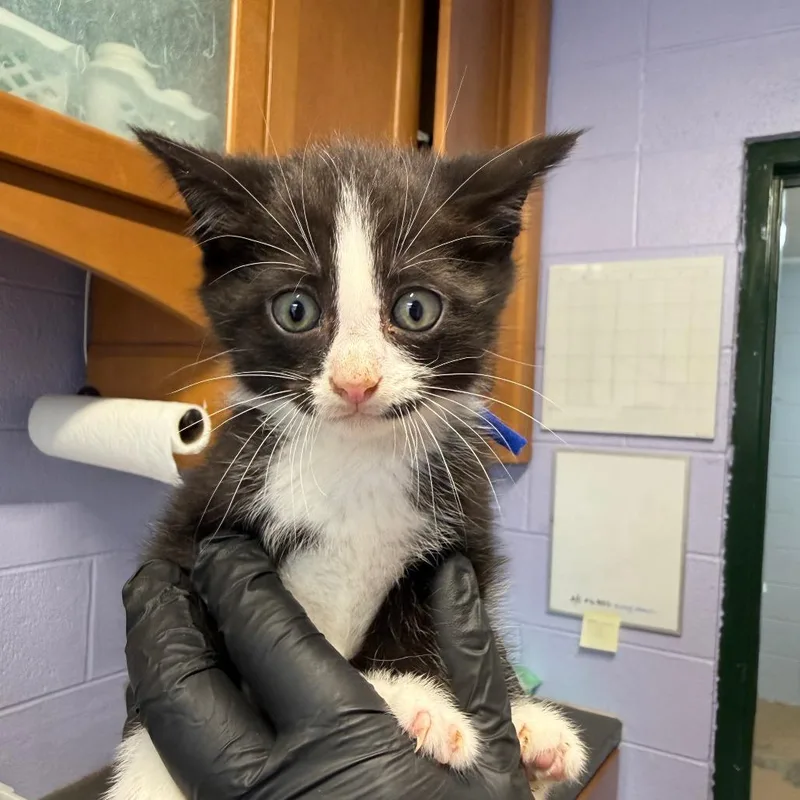 A baby small-sized male Black Domestic Medium Hair cat named Blot for adoption in Newport, TN