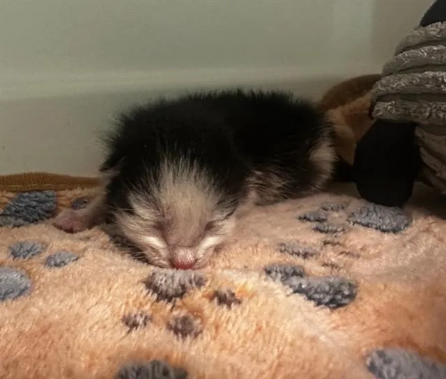 A baby small-sized female Domestic Short Hair cat named Lilly for adoption in Dallas, TX