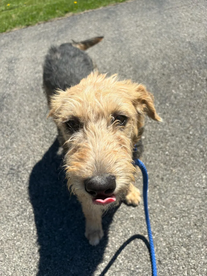 Sunny Meadow thumbnail 2