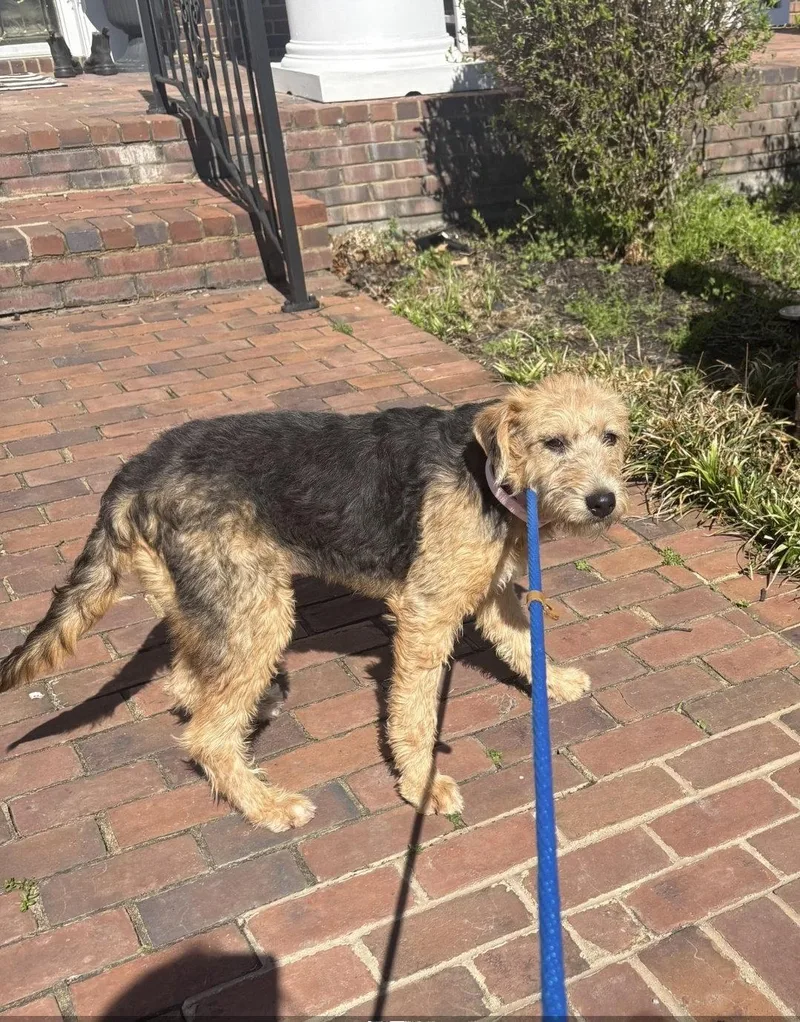 Sunny Meadow thumbnail 3