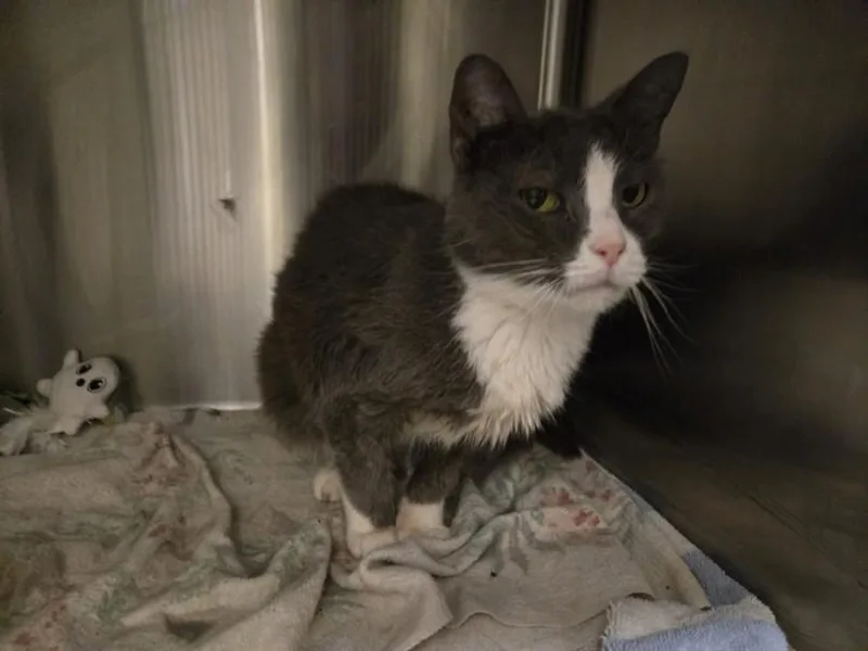 An adult small-sized female Domestic Short Hair cat named Baby Girl for adoption in Hagerstown, MD
