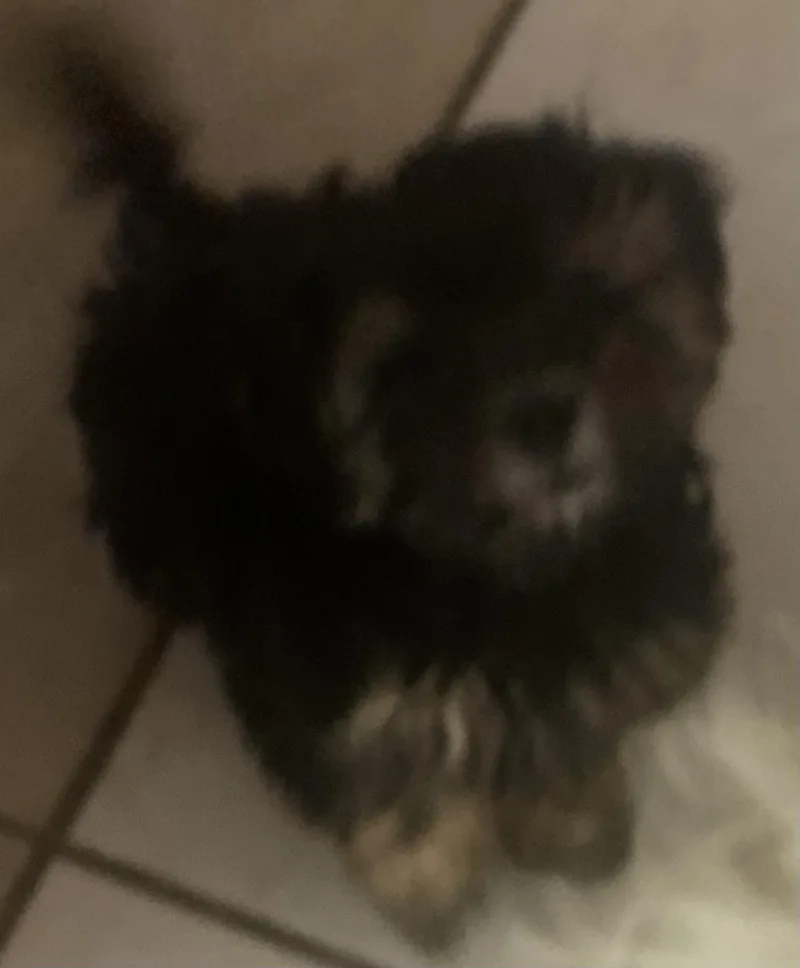 A baby small-sized male Bicolor Morkie dog named Jo jo for adoption in Moreno Valley, CA