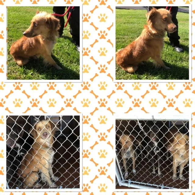An adult medium-sized female White / Cream Collie dog named Lady Blair for adoption in Buckhannon, WV