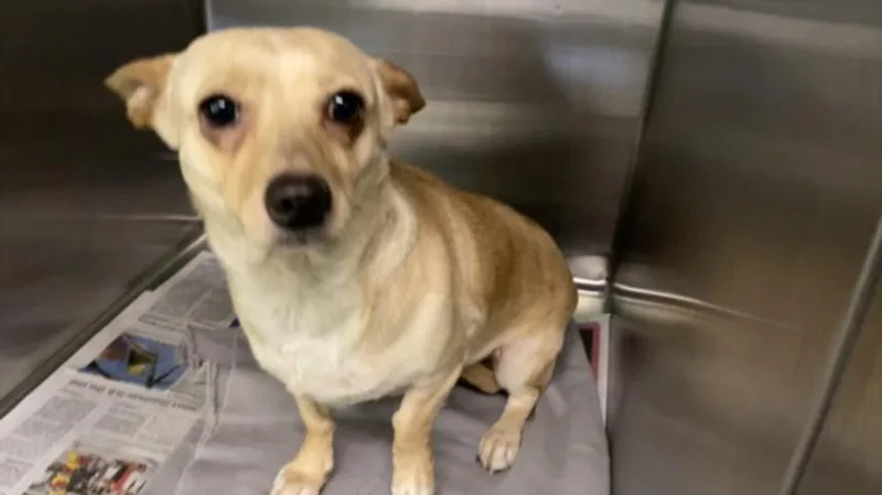 An adult medium-sized female Chihuahua dog named Tucker for adoption in Los Angeles, CA