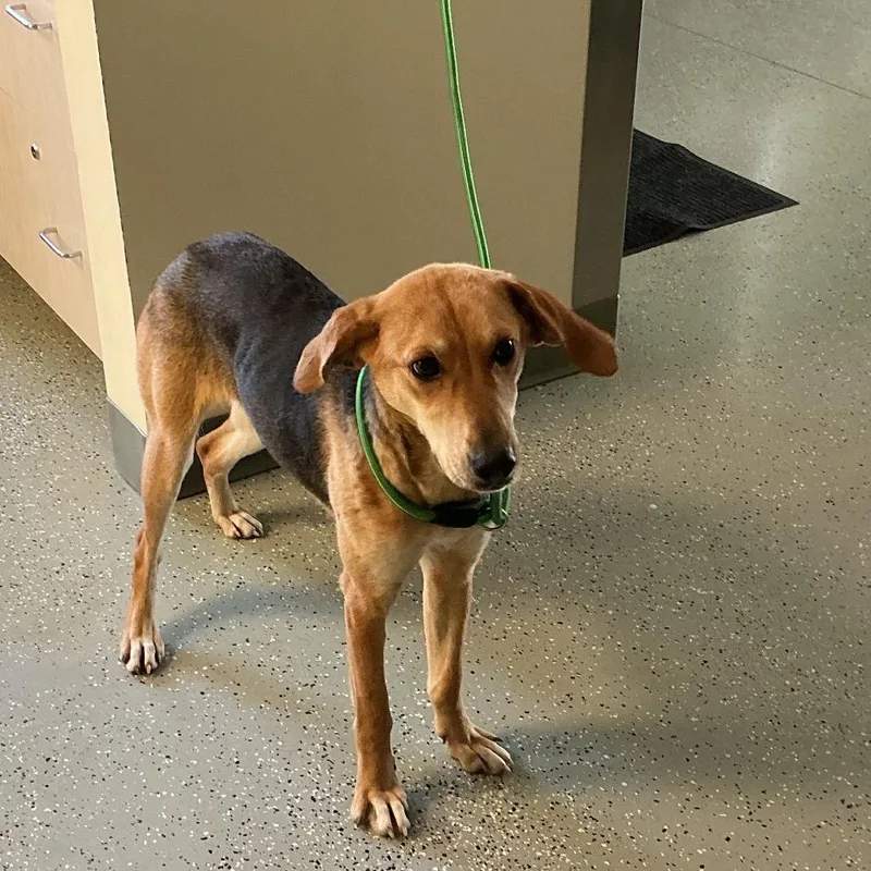 An adult medium-sized female Brown / Chocolate Hound dog named Savannah for adoption in Galax, VA