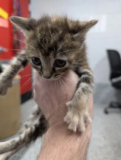 A baby small-sized female Domestic Short Hair cat named Thelma for adoption in West Chester, PA