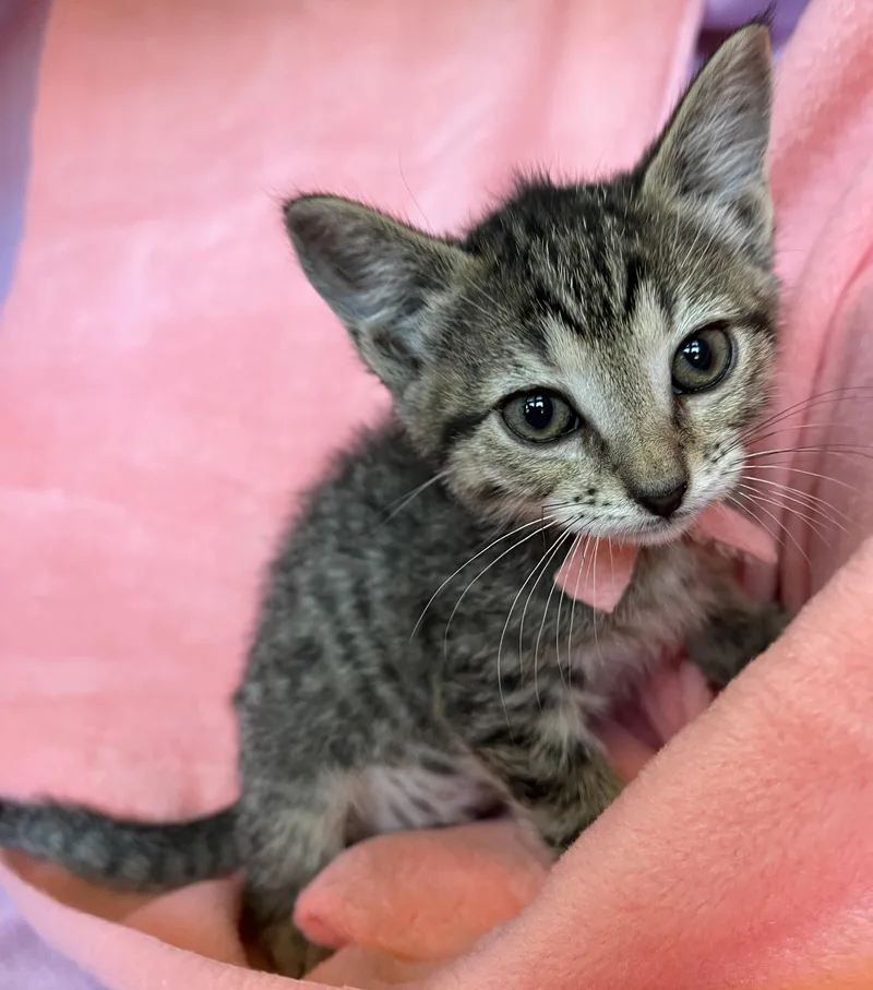 A baby medium-sized female Bengal cat named KIki for adoption in Hood RIver, OR