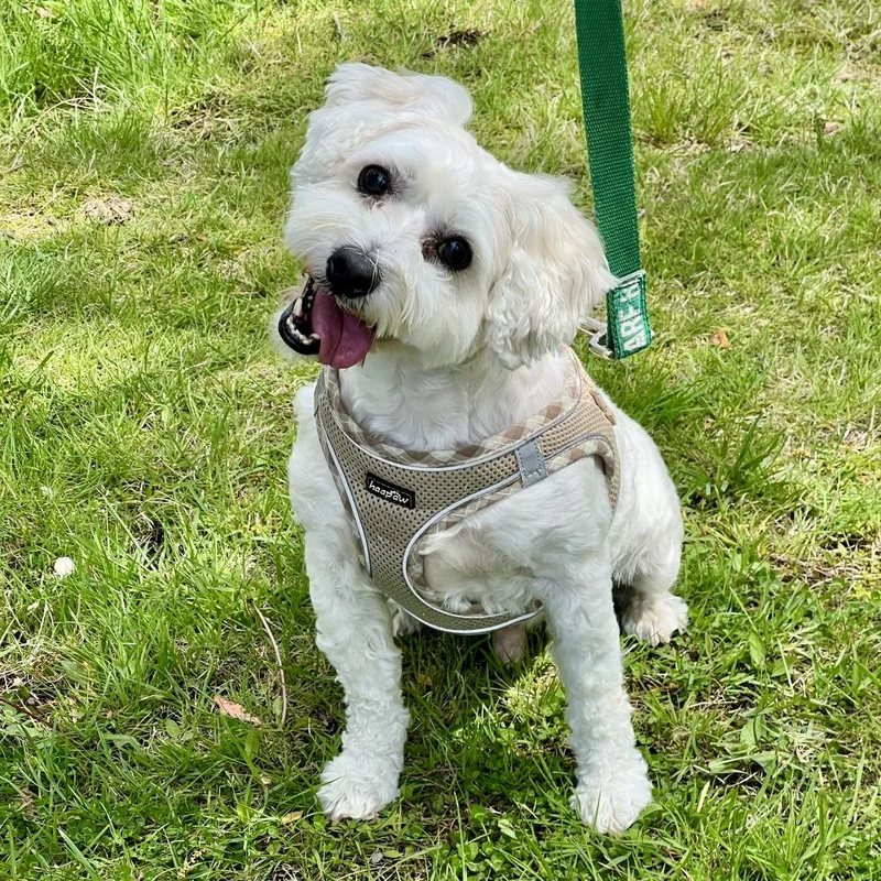 Pepito