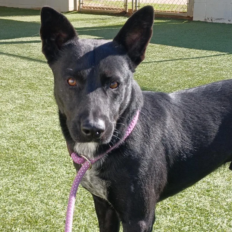 Midnight thumbnail 2