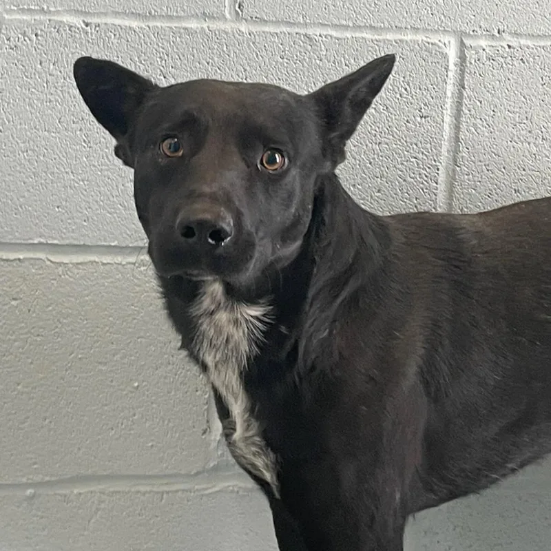 Midnight thumbnail 3