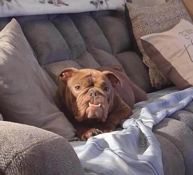 A young medium-sized female Brown / Chocolate English Bulldog dog named Coco Chanel for adoption in Yuma, AZ