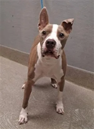 A senior large-sized male Pit Bull Terrier dog named Bubba for adoption in Las Vegas, NV